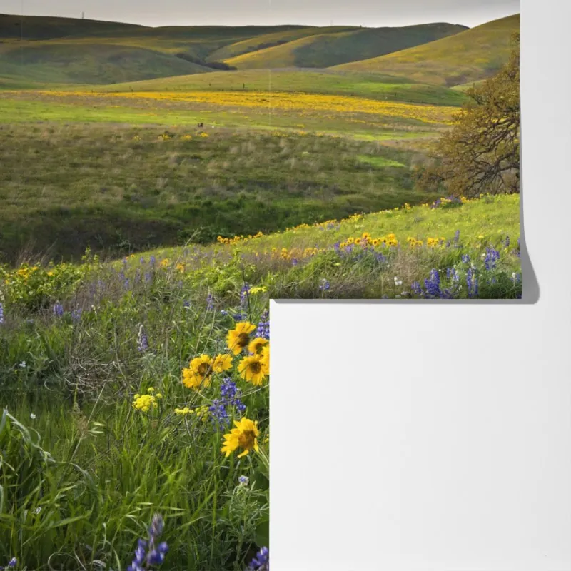 Fototapeta ścieżka przez złotą łąkę z dzikimi kwiatami – Wallissimo® Fototapeta ścieżka przez złotą łąkę z dzikimi kwiatami – Wallissimo®