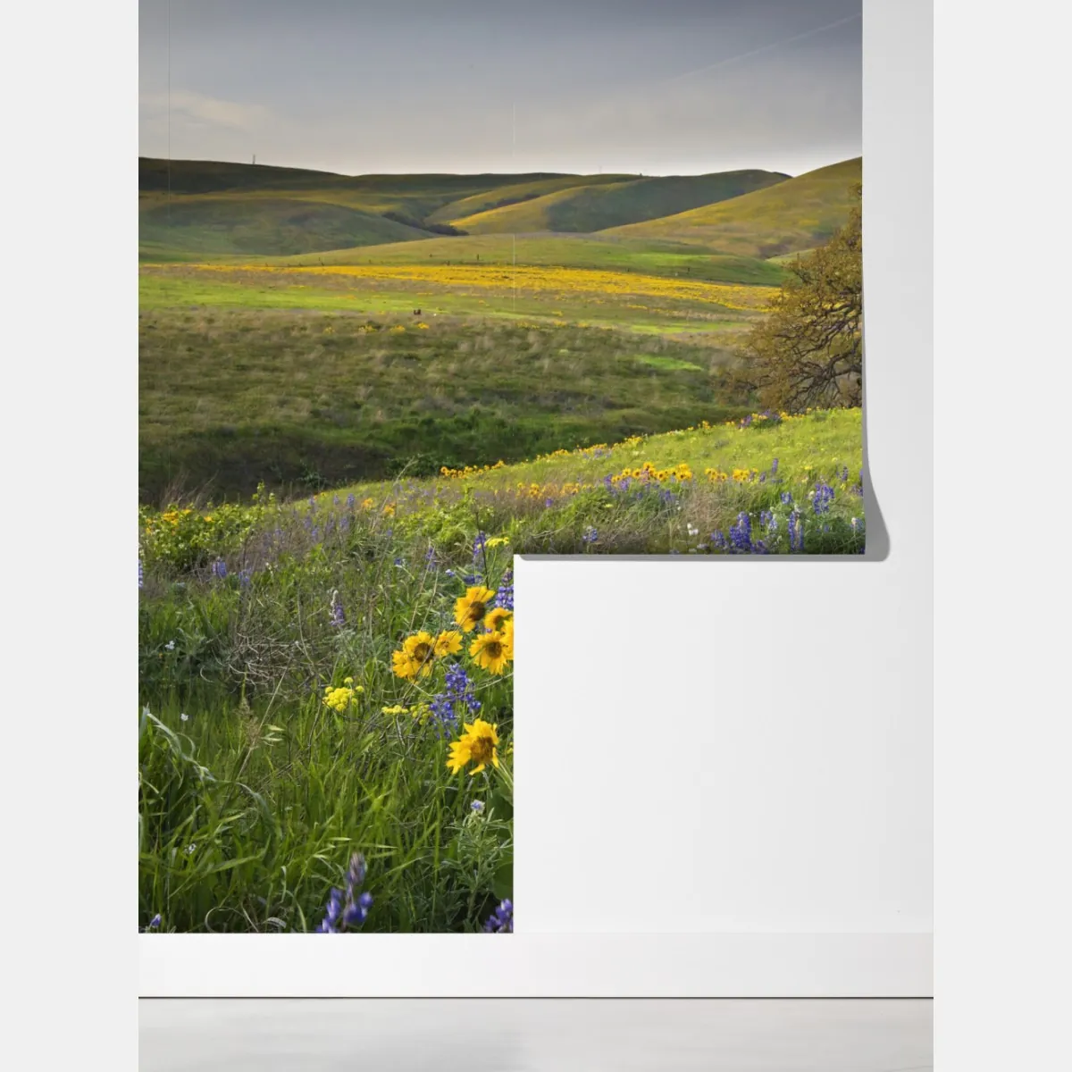 Fototapeta ścieżka przez złotą łąkę z dzikimi kwiatami – Wallissimo® Fototapeta ścieżka przez złotą łąkę z dzikimi kwiatami – Wallissimo®