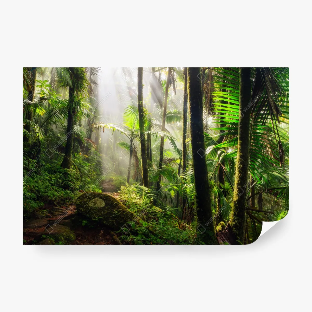 Fototapeta tropikalny las deszczowy z promieniami słońca – Wallissimo® Fototapeta tropikalny las deszczowy z promieniami słońca – Wallissimo®