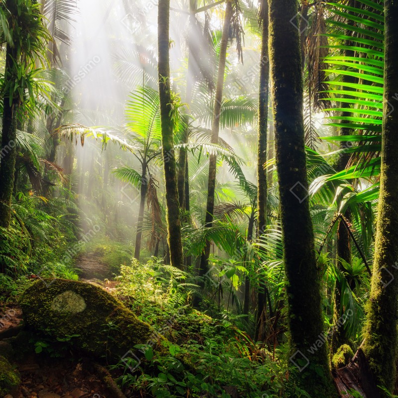 Fototapeta tropikalny las deszczowy z promieniami słońca – Wallissimo® Fototapeta tropikalny las deszczowy z promieniami słońca – Wallissimo®