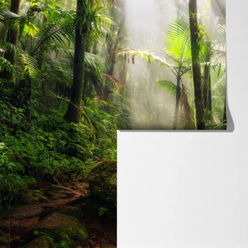 Fototapeta tropikalny las deszczowy z promieniami słońca – Wallissimo® Fototapeta tropikalny las deszczowy z promieniami słońca – Wallissimo®