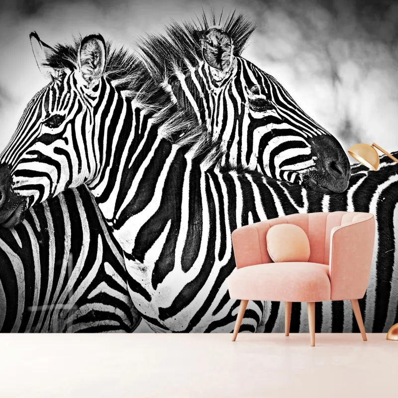 Fototapeta bliski portret zebr czarno-biały