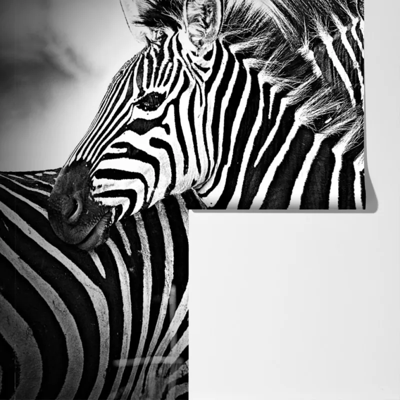 Fototapeta bliski portret zebr czarno-biały – Wallissimo® Fototapeta bliski portret zebr czarno-biały – Wallissimo®