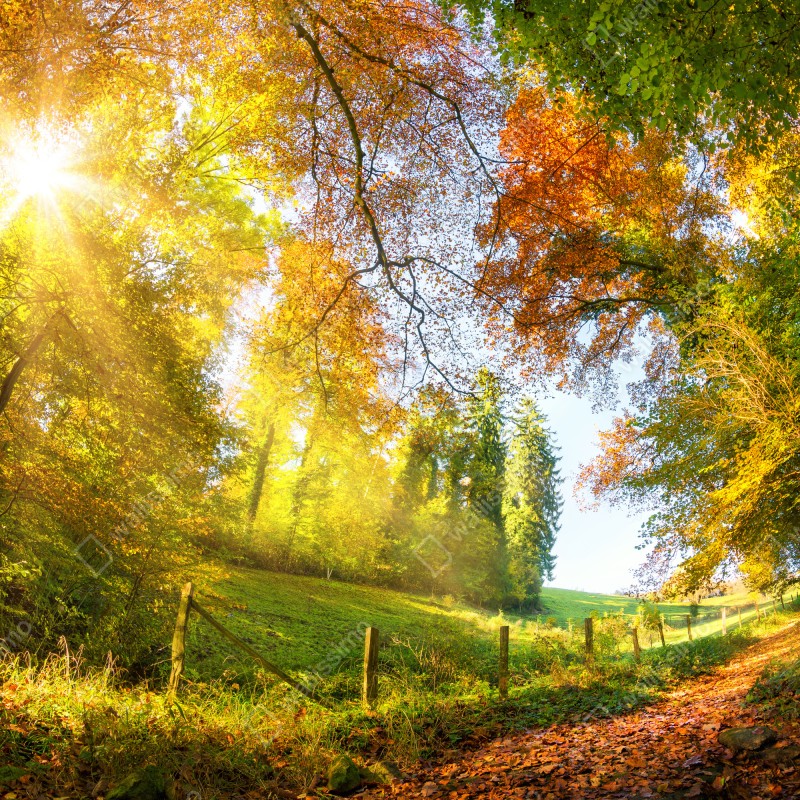 Fototapeta złota jesienna ścieżka przez las – Wallissimo® Fototapeta złota jesienna ścieżka przez las – Wallissimo®