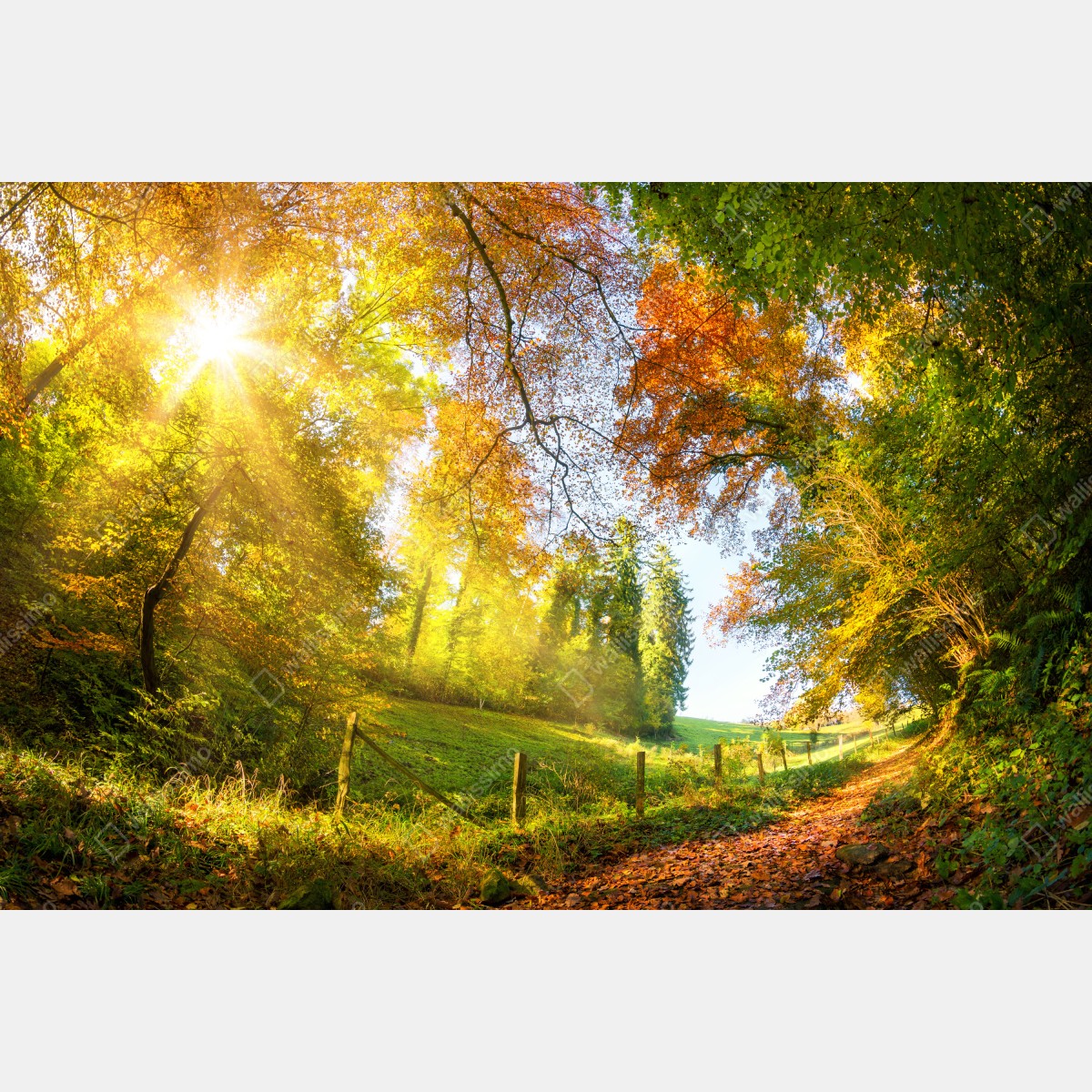 Fototapeta złota jesienna ścieżka przez las – Wallissimo® Fototapeta złota jesienna ścieżka przez las – Wallissimo®