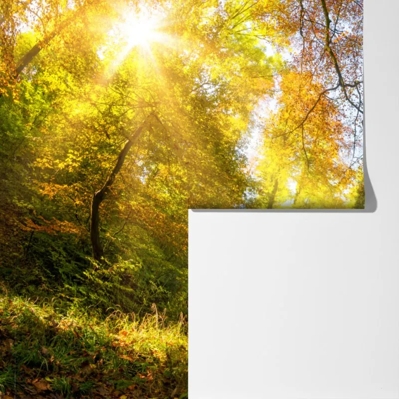 Fototapeta złota jesienna ścieżka przez las – Wallissimo® Fototapeta złota jesienna ścieżka przez las – Wallissimo®