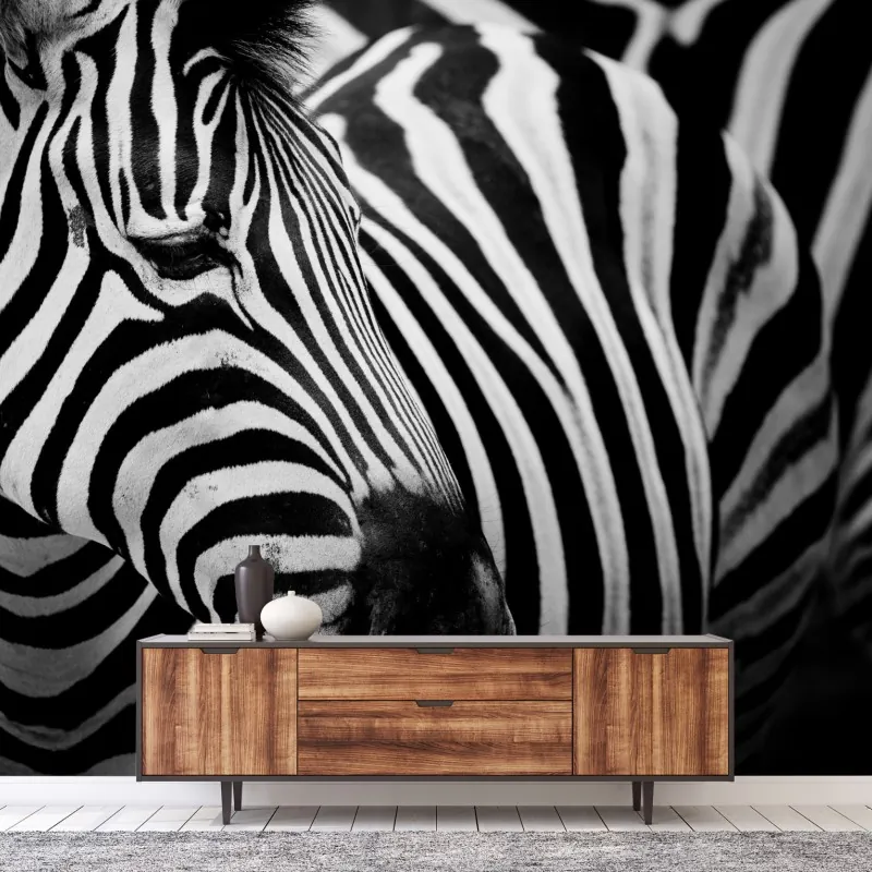 Fototapeta zebra w monochromatycznych paskach