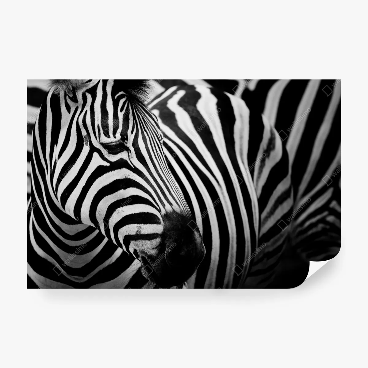 Fototapeta zebra w monochromatycznych paskach – Wallissimo® Fototapeta zebra w monochromatycznych paskach – Wallissimo®