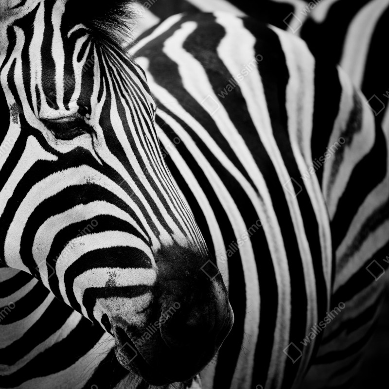 Fototapeta zebra w monochromatycznych paskach – Wallissimo® Fototapeta zebra w monochromatycznych paskach – Wallissimo®
