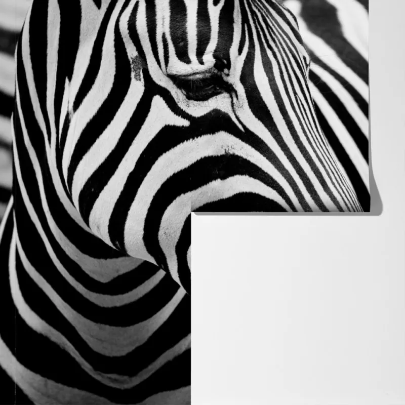 Fototapeta zebra w monochromatycznych paskach – Wallissimo® Fototapeta zebra w monochromatycznych paskach – Wallissimo®