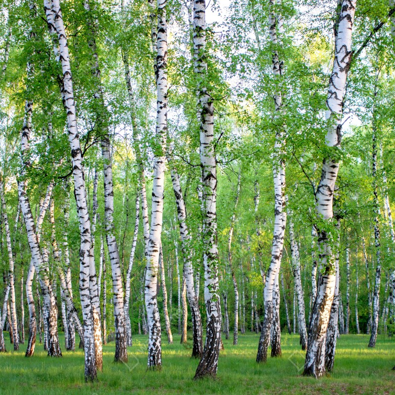 Fototapeta spokojny brzozowy gaj latem – Wallissimo® Fototapeta spokojny brzozowy gaj latem – Wallissimo®