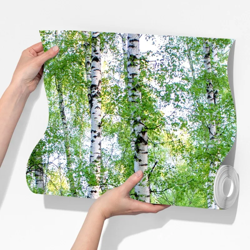 Fototapeta spokojny brzozowy gaj latem – Wallissimo® Fototapeta spokojny brzozowy gaj latem – Wallissimo®