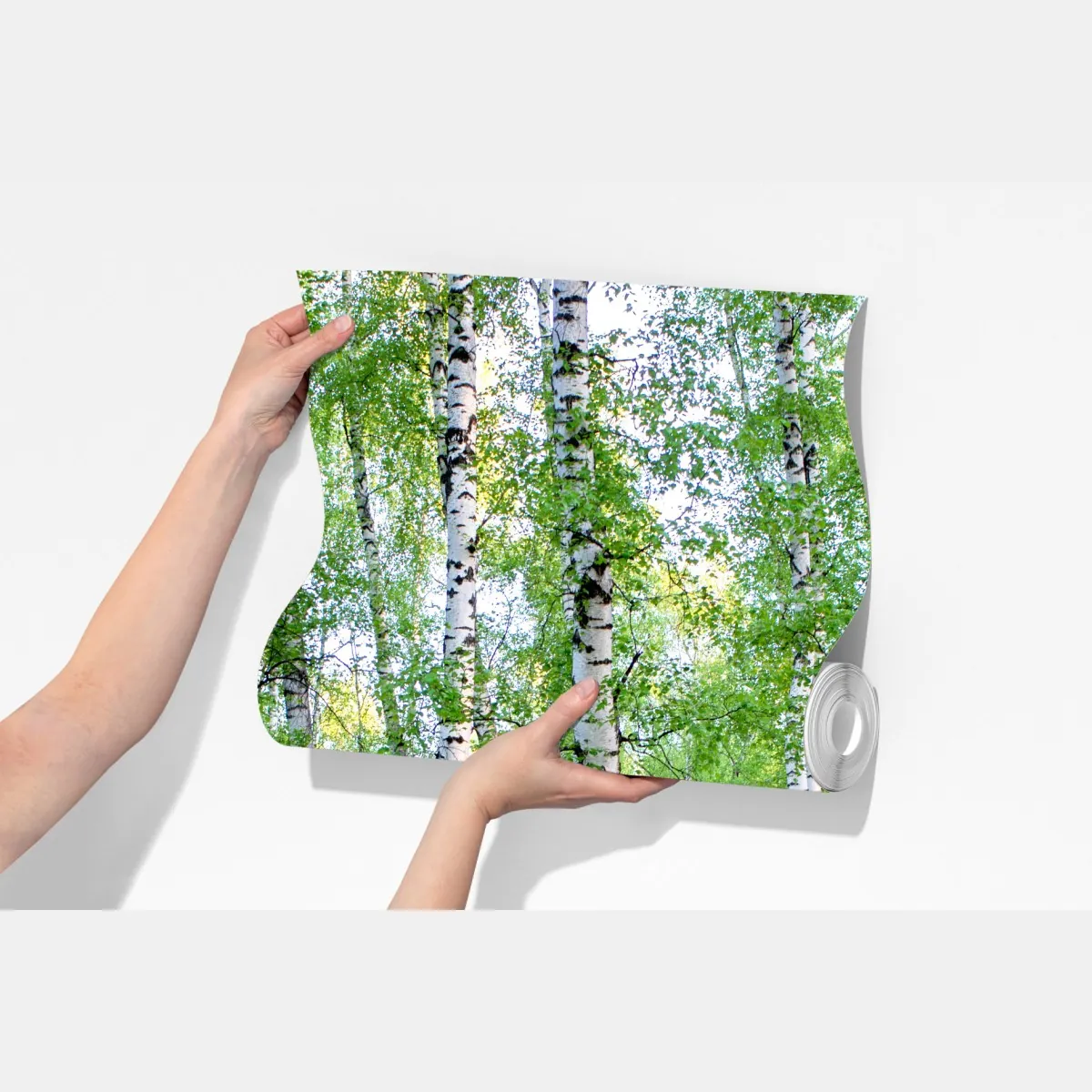 Fototapeta spokojny brzozowy gaj latem – Wallissimo® Fototapeta spokojny brzozowy gaj latem – Wallissimo®