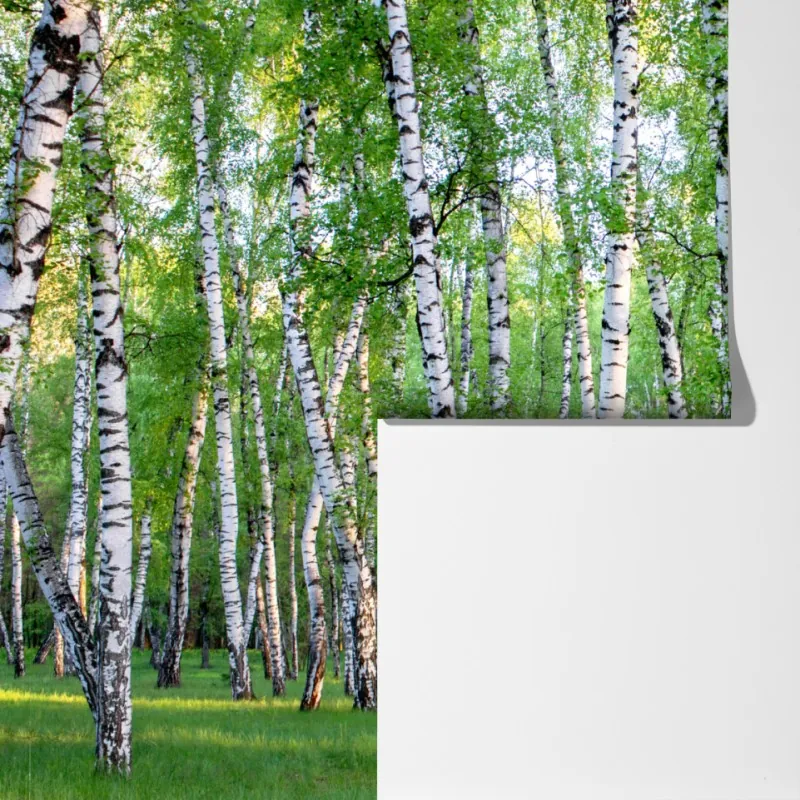 Fototapeta spokojny brzozowy gaj latem – Wallissimo® Fototapeta spokojny brzozowy gaj latem – Wallissimo®