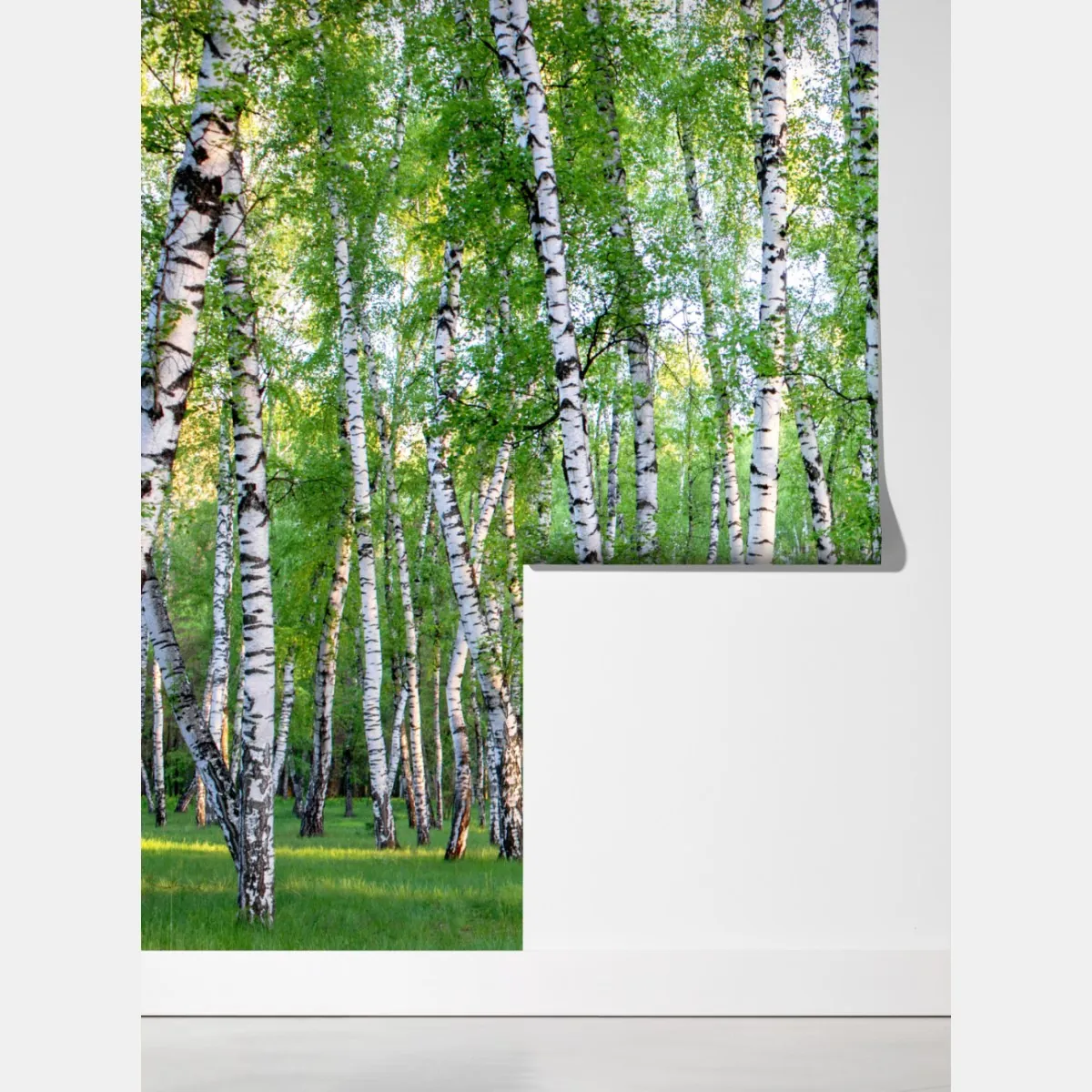 Fototapeta spokojny brzozowy gaj latem – Wallissimo® Fototapeta spokojny brzozowy gaj latem – Wallissimo®