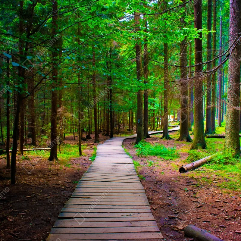 Fototapeta spokojna leśna kładka – Wallissimo® Fototapeta spokojna leśna kładka – Wallissimo®