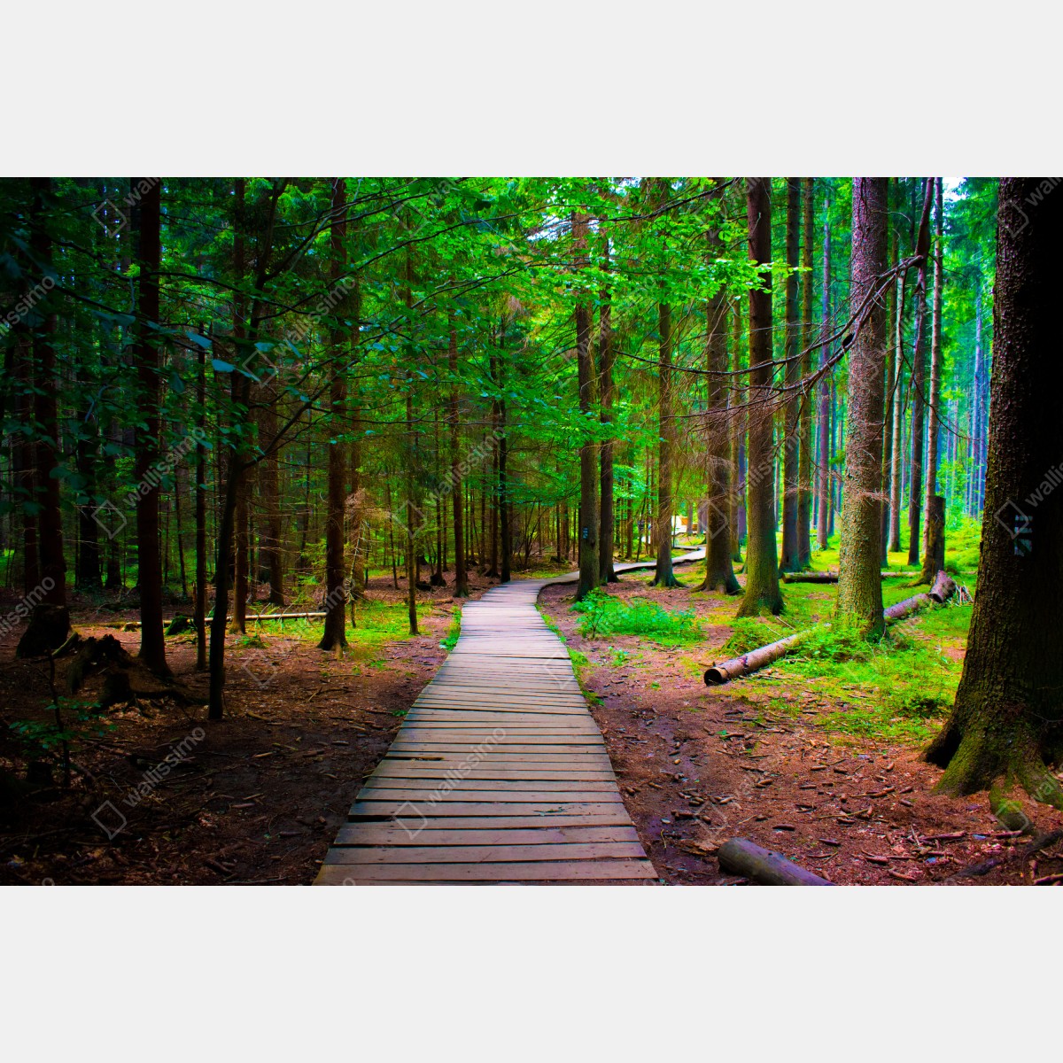 Fototapeta spokojna leśna kładka – Wallissimo® Fototapeta spokojna leśna kładka – Wallissimo®