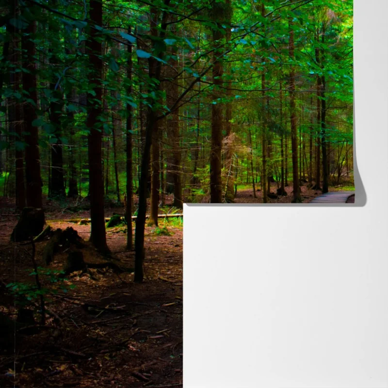 Fototapeta spokojna leśna kładka – Wallissimo® Fototapeta spokojna leśna kładka – Wallissimo®