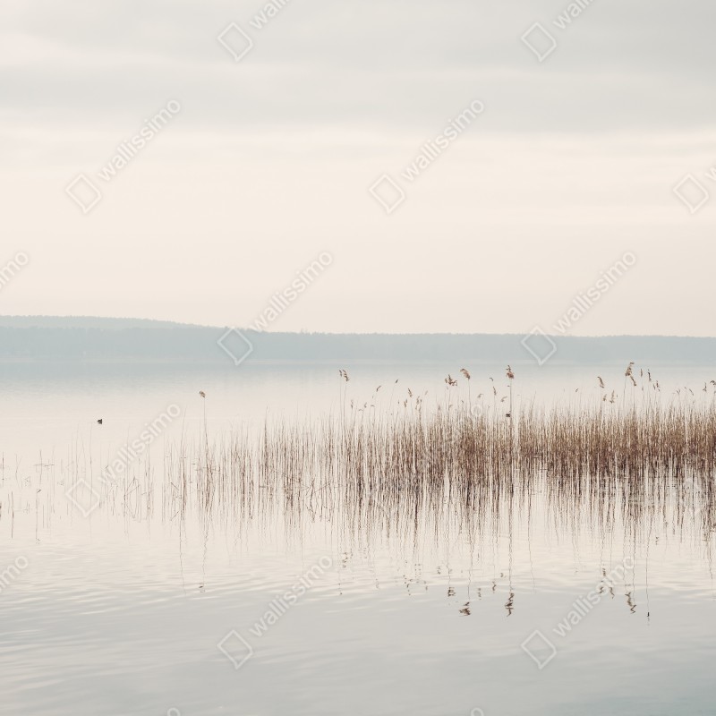 Fototapeta spokojne trzcinowisko nad jeziorem – Wallissimo® Fototapeta spokojne trzcinowisko nad jeziorem – Wallissimo®