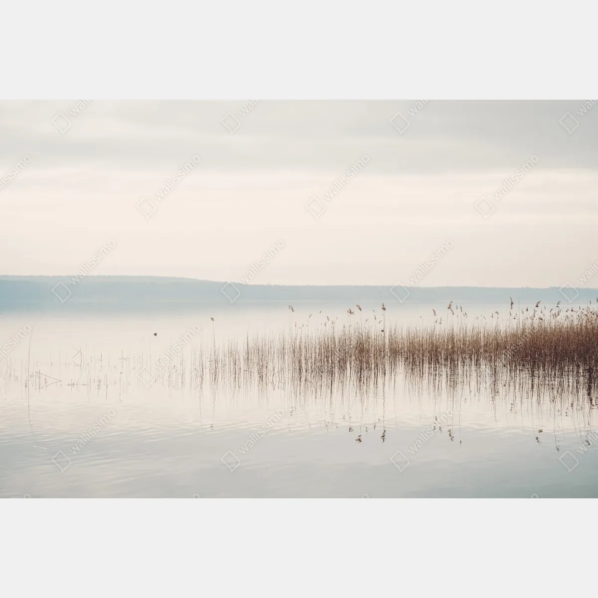 Fototapeta spokojne trzcinowisko nad jeziorem – Wallissimo® Fototapeta spokojne trzcinowisko nad jeziorem – Wallissimo®