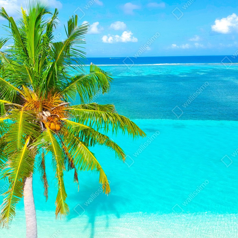 Fototapeta tropikalna turkusowa plaża z palmą – Wallissimo® Fototapeta tropikalna turkusowa plaża z palmą – Wallissimo®