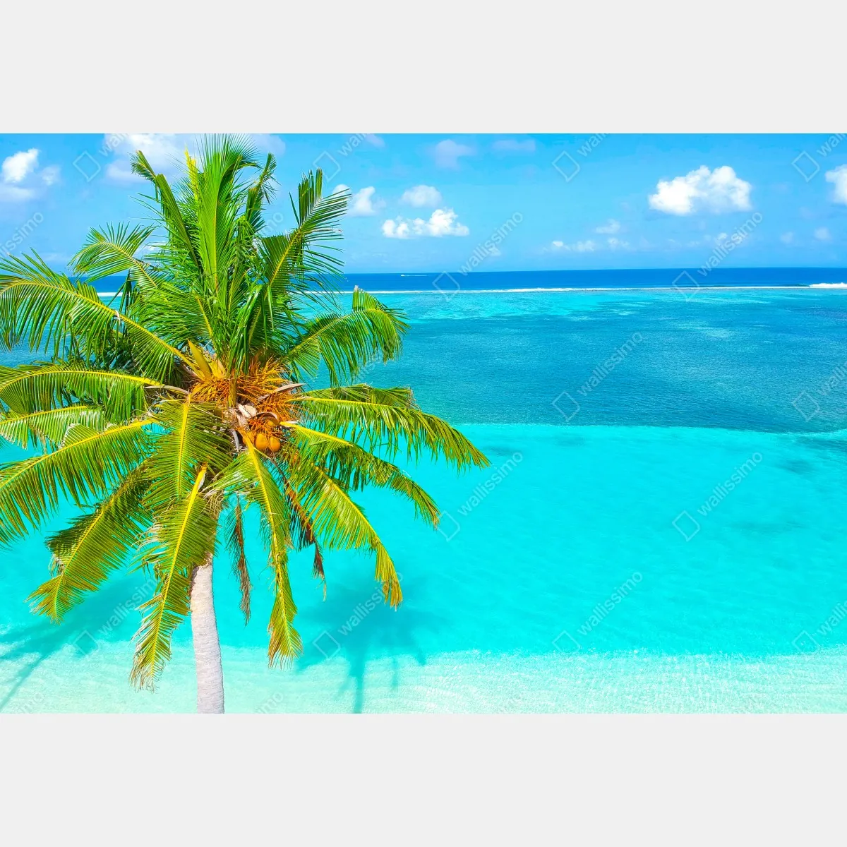 Fototapeta tropikalna turkusowa plaża z palmą – Wallissimo® Fototapeta tropikalna turkusowa plaża z palmą – Wallissimo®