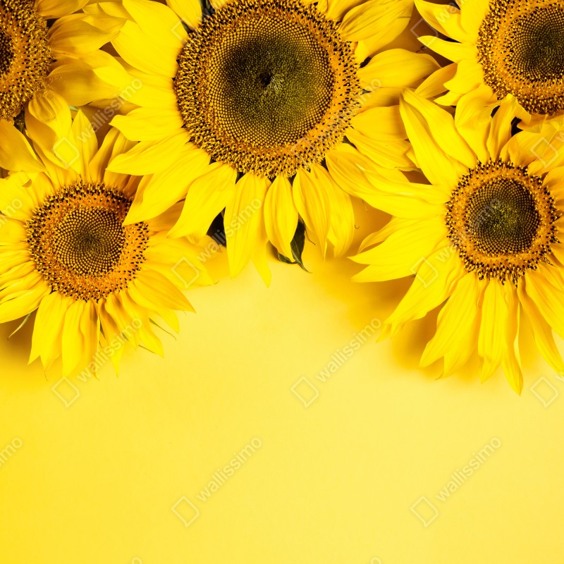 Fototapeta jasny bukiet słoneczników na żółtym tle – Wallissimo® Fototapeta jasny bukiet słoneczników na żółtym tle – Wallissimo®