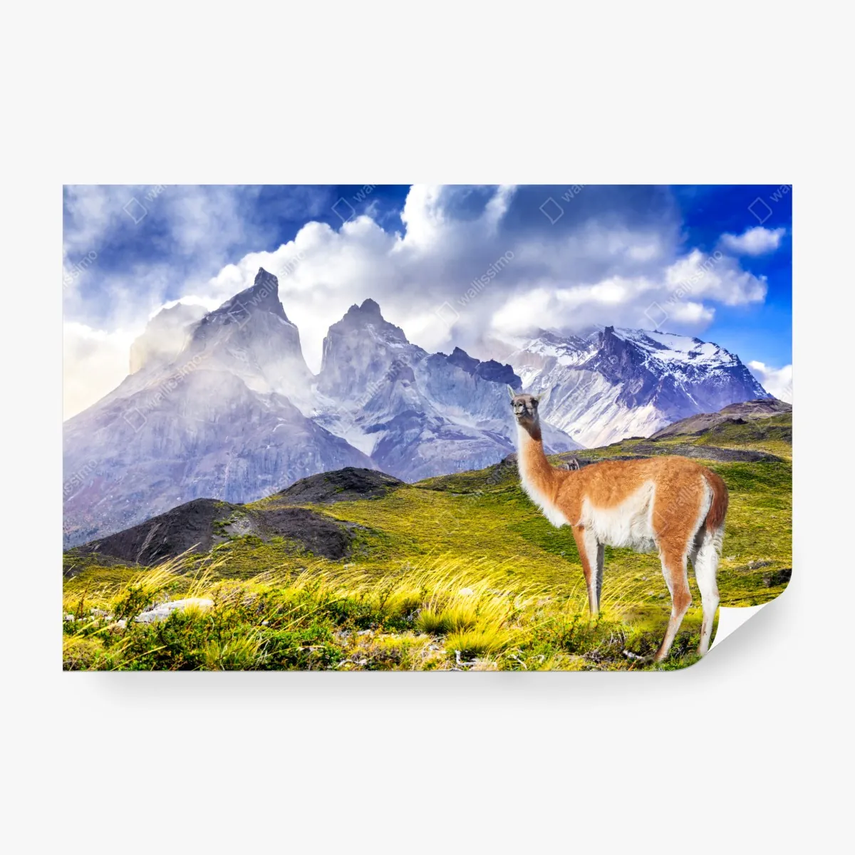 Fototapeta Torres del Paine Patagonia krajobraz z guanako – Wallissimo® Fototapeta Torres del Paine Patagonia krajobraz z guanako – Wallissimo®