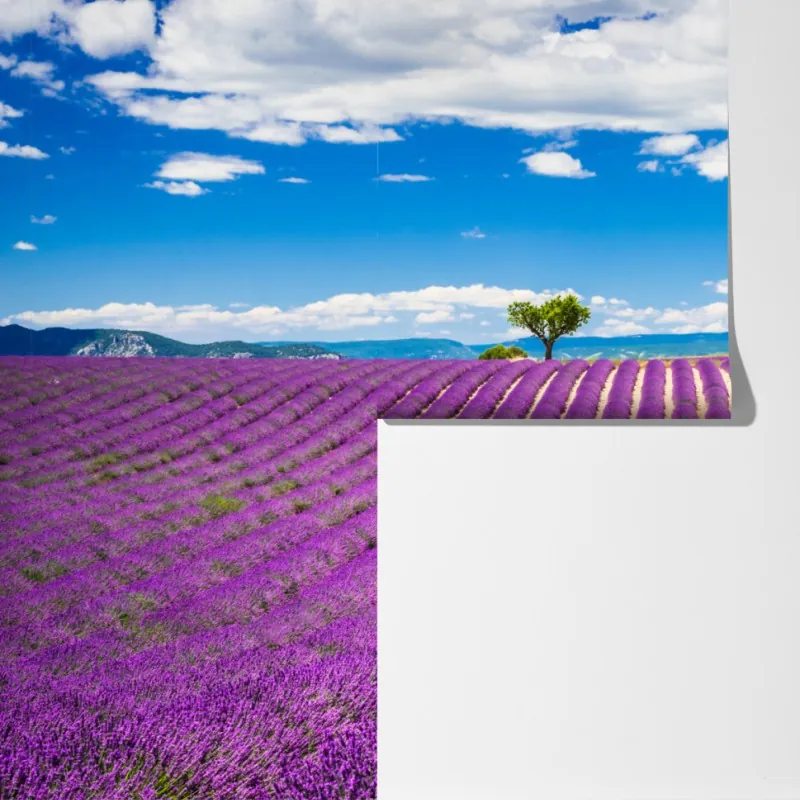 Fototapeta pola lawendy w Prowansji – Wallissimo® Fototapeta pola lawendy w Prowansji – Wallissimo®