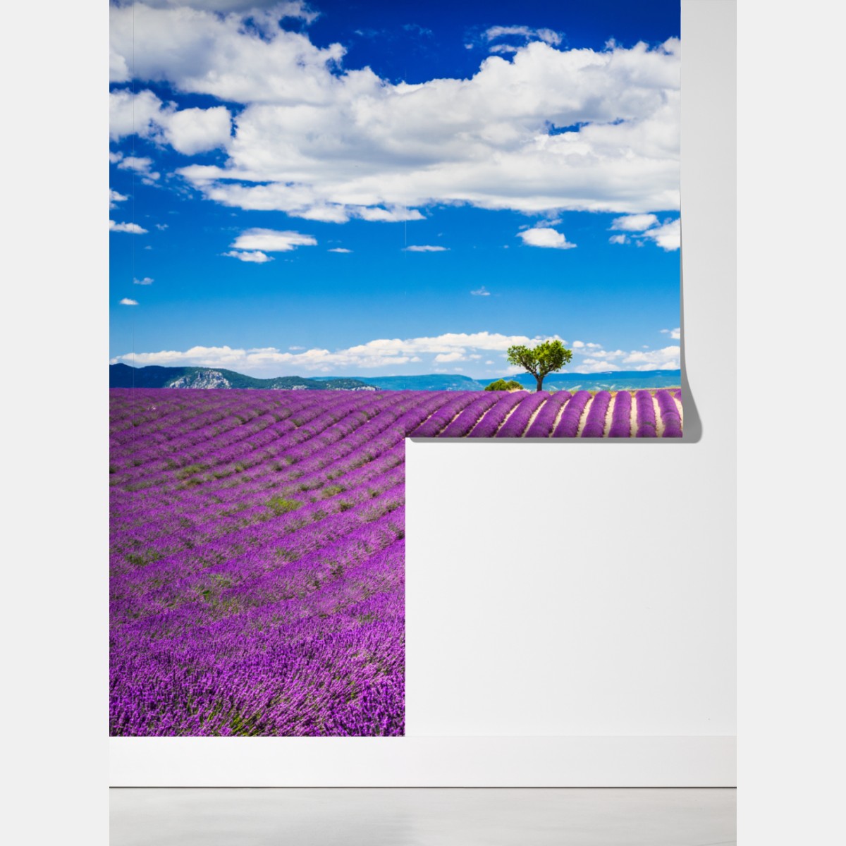 Fototapeta pola lawendy w Prowansji – Wallissimo® Fototapeta pola lawendy w Prowansji – Wallissimo®