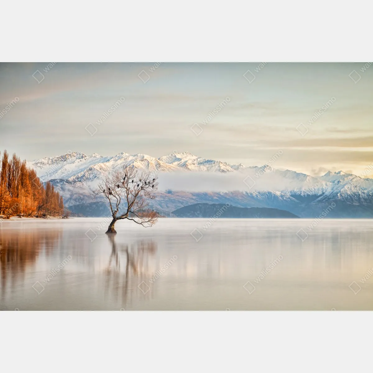 Fototapeta samotne drzewo nad jeziorem Wanaka – Wallissimo® Fototapeta samotne drzewo nad jeziorem Wanaka – Wallissimo®