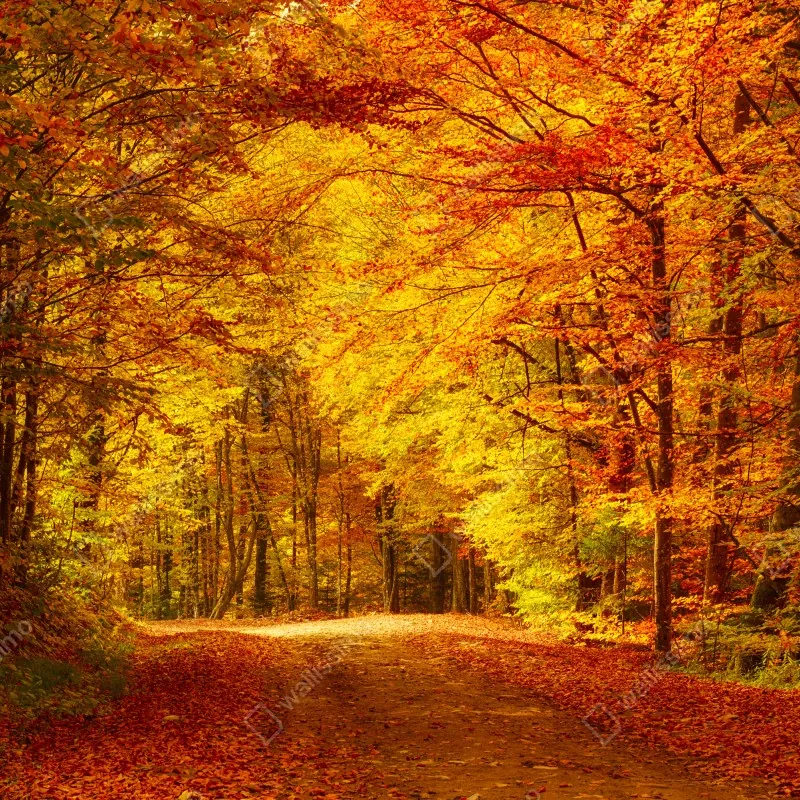 Fototapeta złota jesienna ścieżka w lesie – Wallissimo® Fototapeta złota jesienna ścieżka w lesie – Wallissimo®