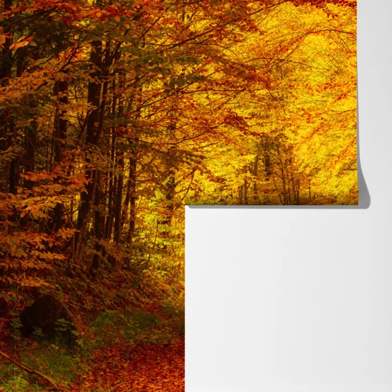 Fototapeta złota jesienna ścieżka w lesie – Wallissimo® Fototapeta złota jesienna ścieżka w lesie – Wallissimo®