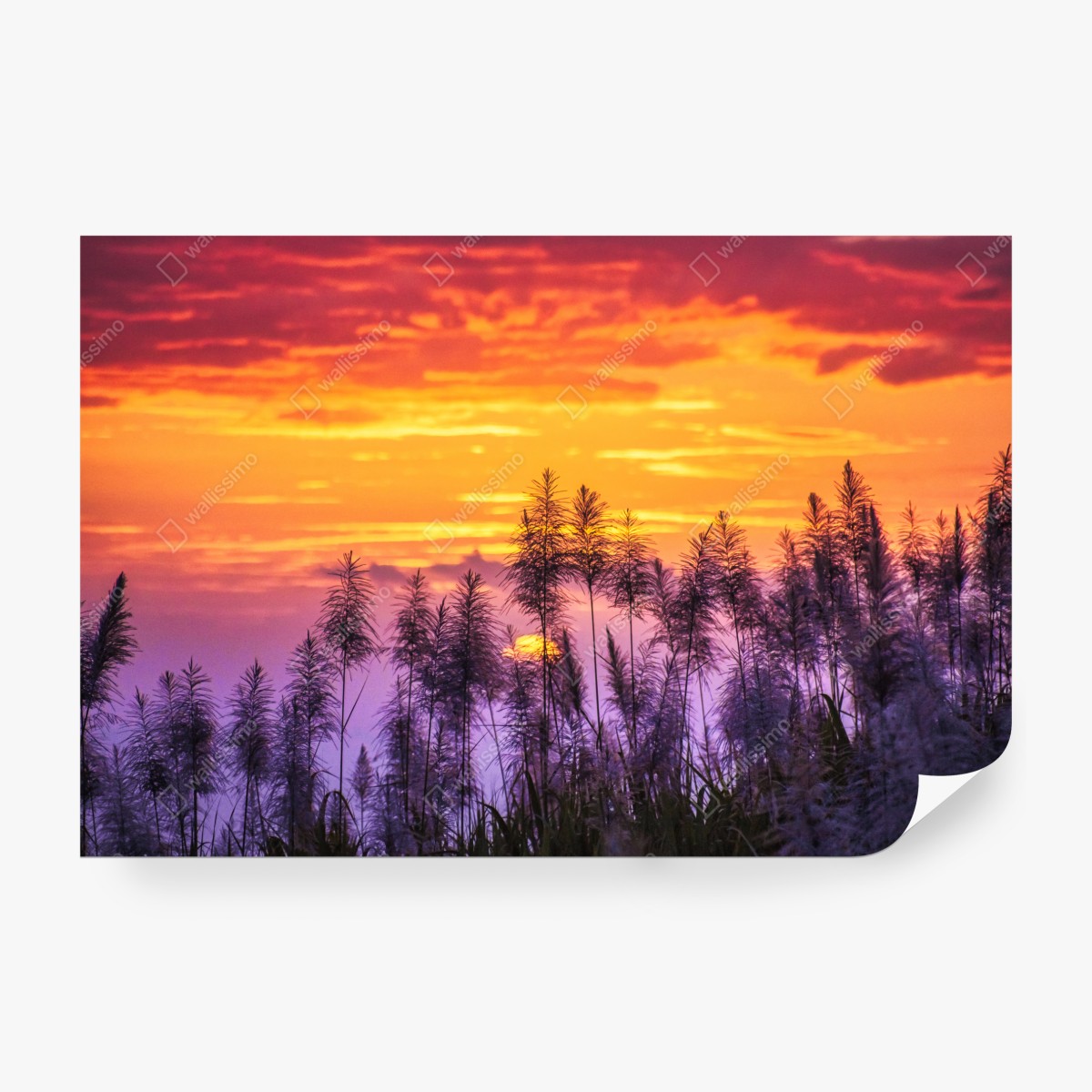 Fototapeta złoty zachód słońca nad trawami – Wallissimo® Fototapeta złoty zachód słońca nad trawami – Wallissimo®