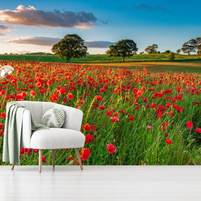 Fototapeta pole czerwonych maków koło Corbridge