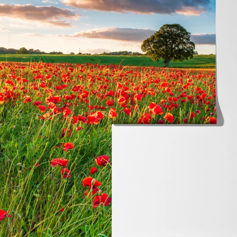Fototapeta pole czerwonych maków koło Corbridge – Wallissimo® Fototapeta pole czerwonych maków koło Corbridge – Wallissimo®
