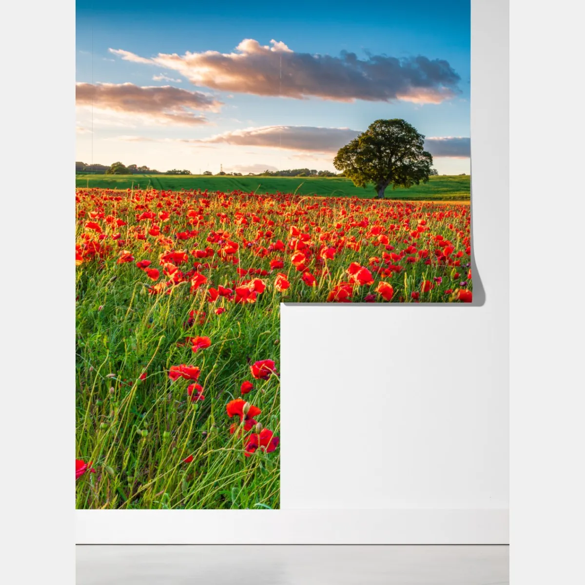 Fototapeta pole czerwonych maków koło Corbridge – Wallissimo® Fototapeta pole czerwonych maków koło Corbridge – Wallissimo®