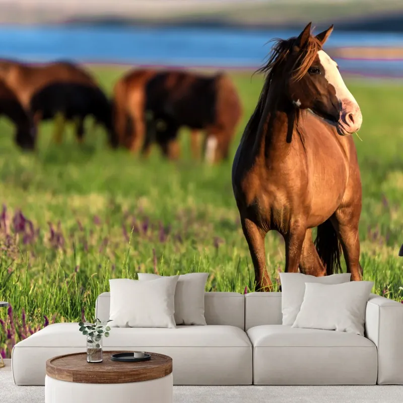 Fototapeta majestatyczny brązowy koń na słonecznej łące