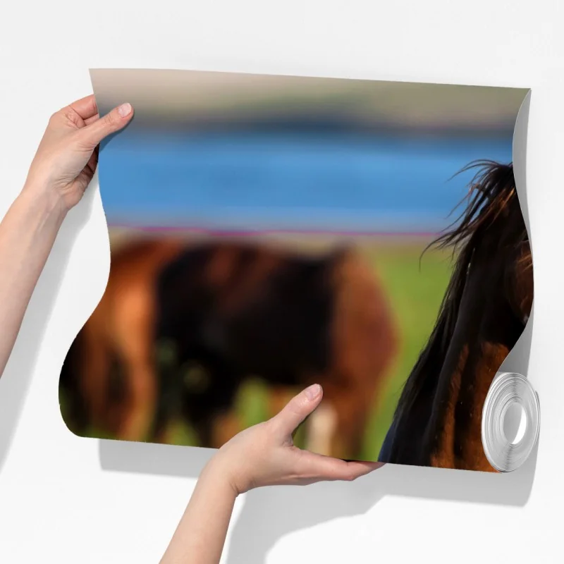 Fototapeta majestatyczny brązowy koń na słonecznej łące – Wallissimo® Fototapeta majestatyczny brązowy koń na słonecznej łące – Wallissimo®