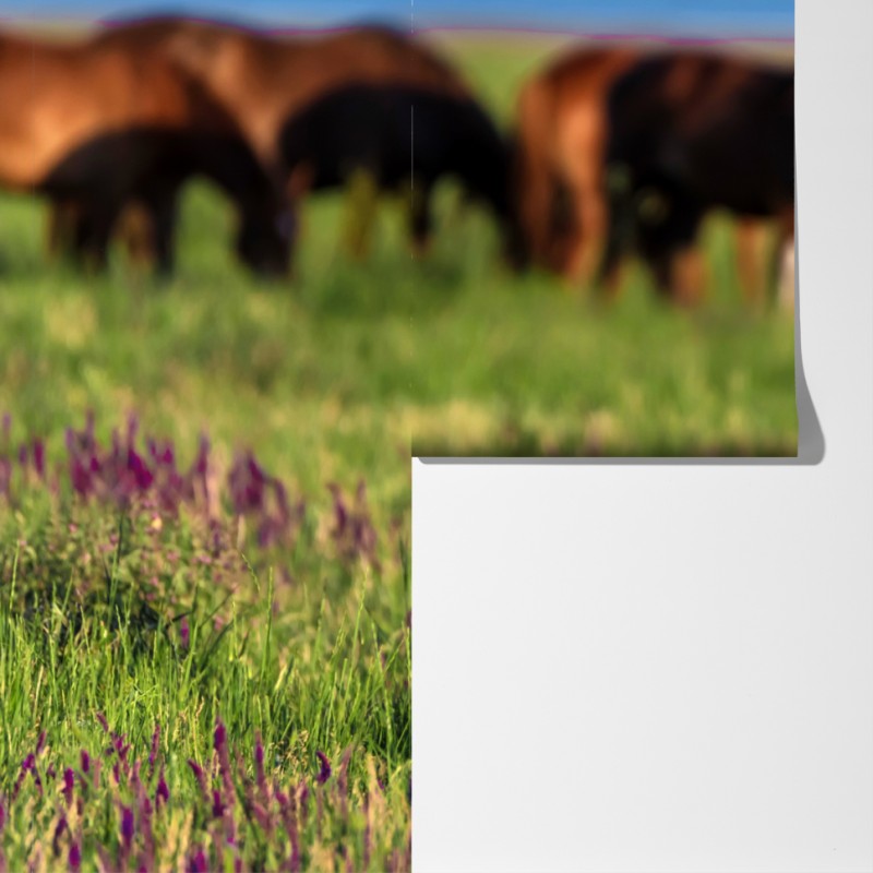 Fototapeta majestatyczny brązowy koń na słonecznej łące – Wallissimo® Fototapeta majestatyczny brązowy koń na słonecznej łące – Wallissimo®