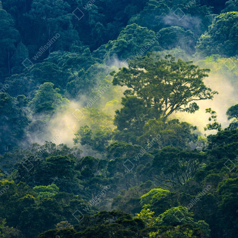 Fototapeta mglisty las deszczowy z koronami drzew – Wallissimo® Fototapeta mglisty las deszczowy z koronami drzew – Wallissimo®