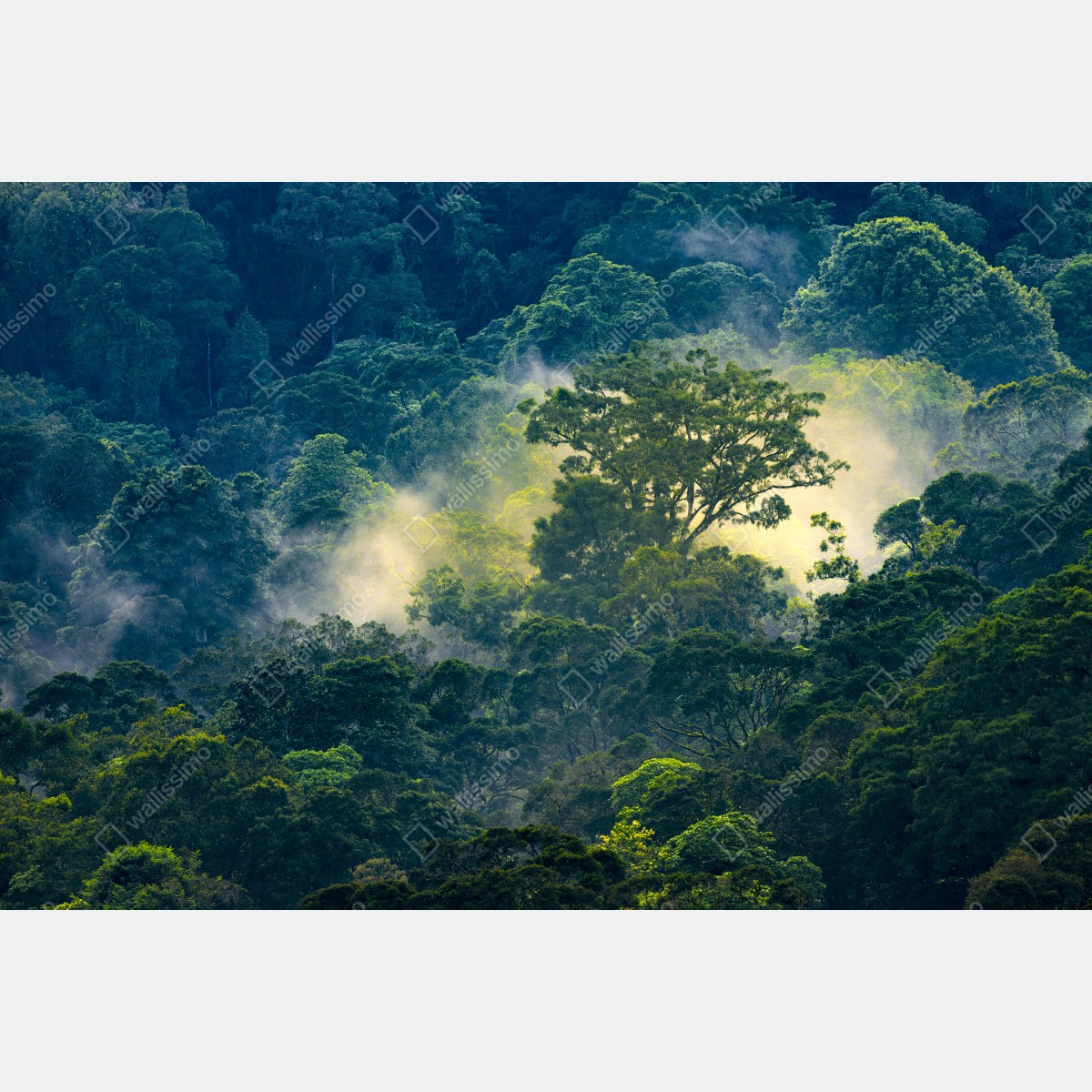 Fototapeta mglisty las deszczowy z koronami drzew – Wallissimo® Fototapeta mglisty las deszczowy z koronami drzew – Wallissimo®
