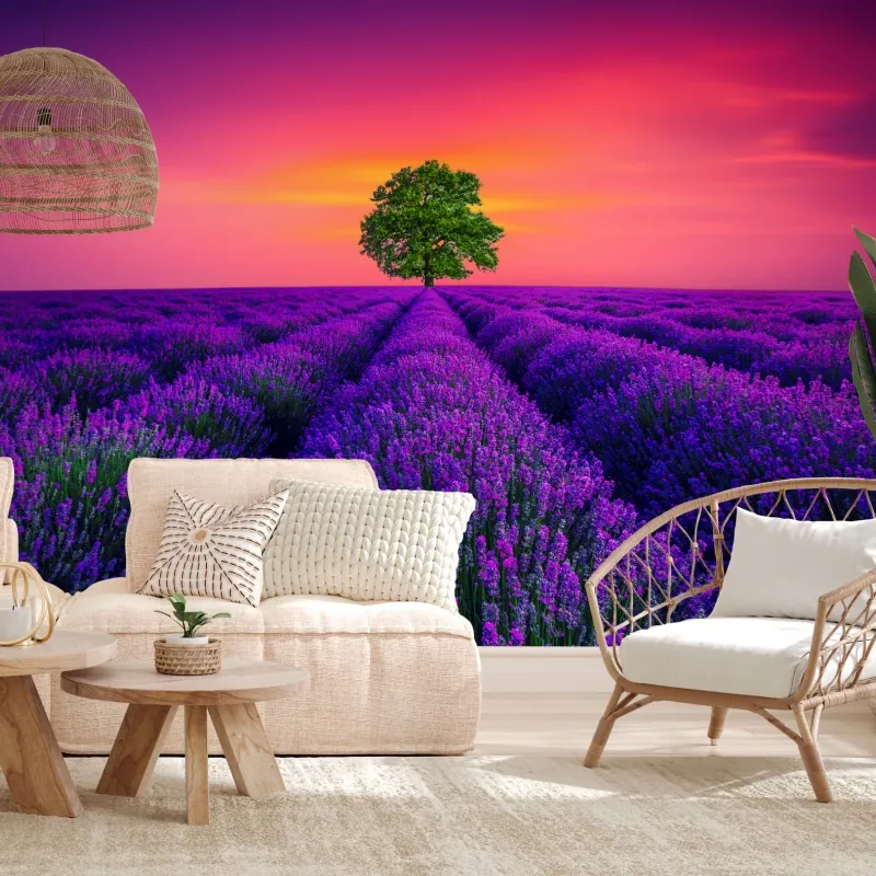 Fototapeta pole lawendy o zachodzie słońca z samotnym drzewem