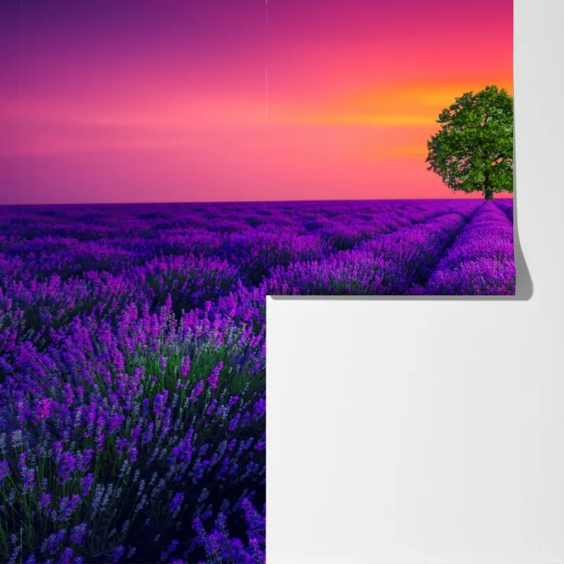 Fototapeta pole lawendy o zachodzie słońca z samotnym drzewem – Wallissimo® Fototapeta pole lawendy o zachodzie słońca z samotnym drzewem – Wallissimo®