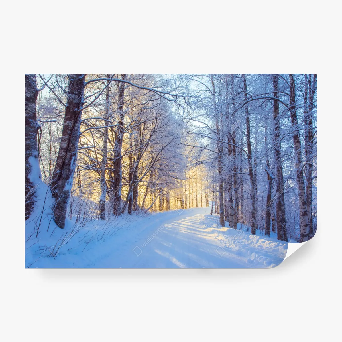 Fototapeta zimowy las brzozowy ze złotym świtem – Wallissimo® Fototapeta zimowy las brzozowy ze złotym świtem – Wallissimo®