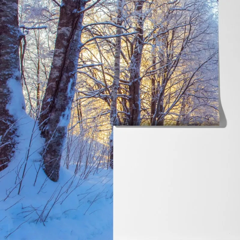 Fototapeta zimowy las brzozowy ze złotym świtem – Wallissimo® Fototapeta zimowy las brzozowy ze złotym świtem – Wallissimo®