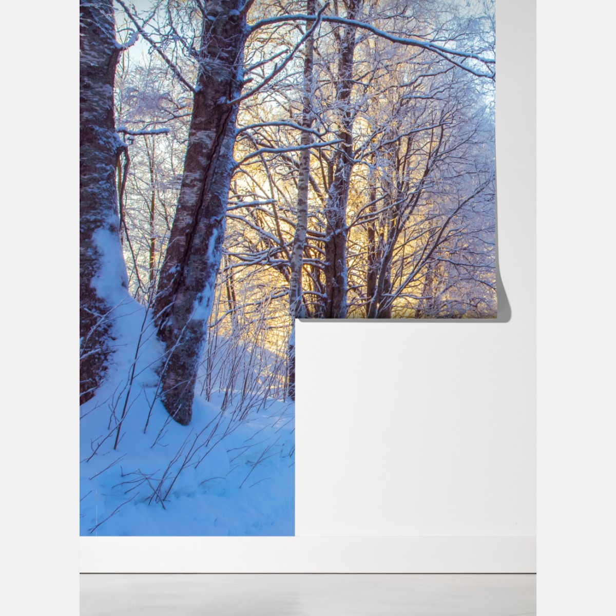 Fototapeta zimowy las brzozowy ze złotym świtem – Wallissimo® Fototapeta zimowy las brzozowy ze złotym świtem – Wallissimo®