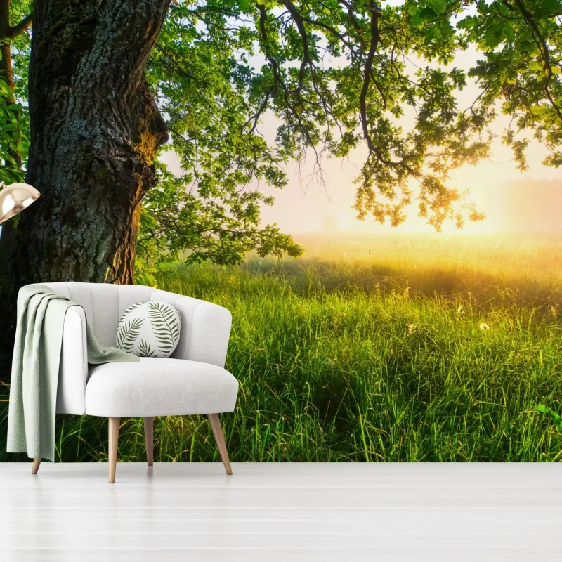 Fototapeta poranny dąb na rozświetlonej łące