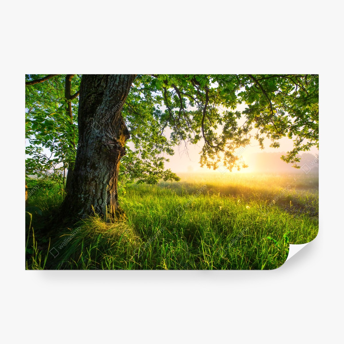 Fototapeta poranny dąb na rozświetlonej łące – Wallissimo® Fototapeta poranny dąb na rozświetlonej łące – Wallissimo®