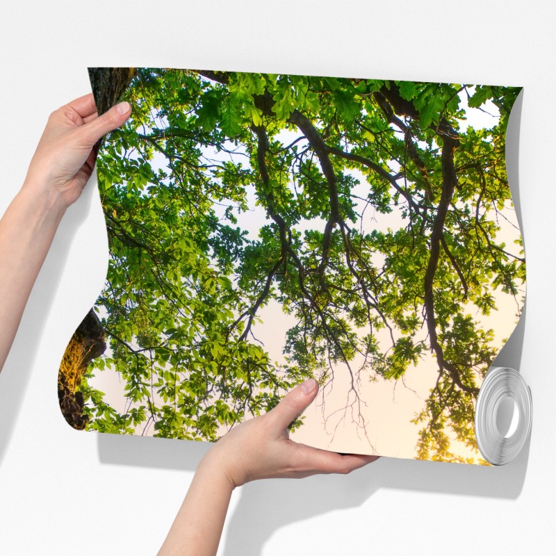 Fototapeta poranny dąb na rozświetlonej łące – Wallissimo® Fototapeta poranny dąb na rozświetlonej łące – Wallissimo®